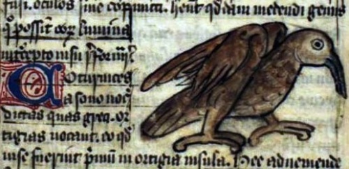 caille, Bestiarius, 14 eme siècle