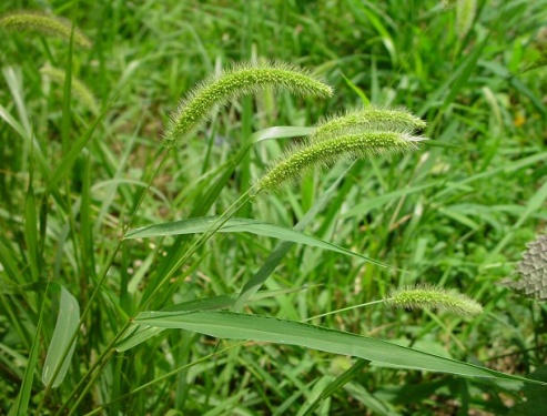 Setaria_viridis_plant